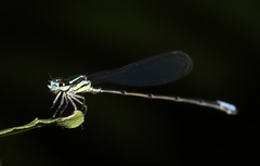 Pseudagrion melanicterum