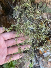 Galium mexicanum