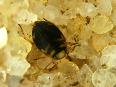 Nectoporus sanmarkii