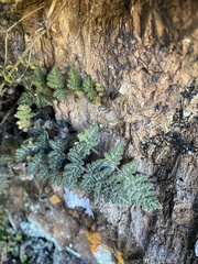 Myriopteris gracilis