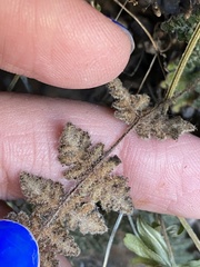 Myriopteris gracilis