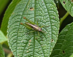 Liebermannacris dorsualis