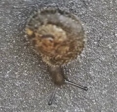 Xerotricha conspurcata