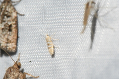 Argyresthia