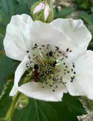 Camponotus sansabeanus