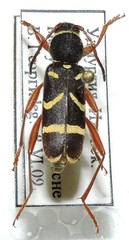 Clytus arietoides