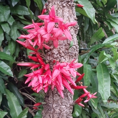 Ixora margaretae