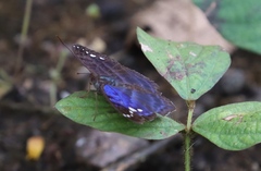 Euriphene veronica