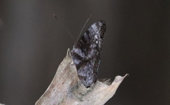 Euriphene veronica