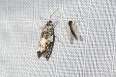 Gypsonoma adjuncta