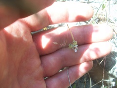 Pelargonium senecioides