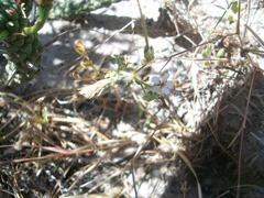 Pelargonium senecioides