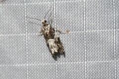 Gypsonoma adjuncta