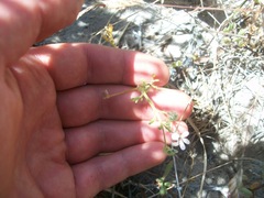 Pelargonium senecioides