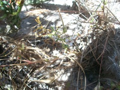 Pelargonium senecioides