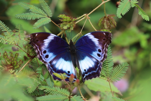 Junonia cytora