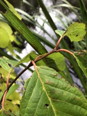 Cephalanthus occidentalis