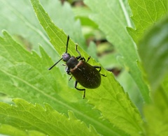 Lagria villosa