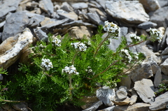 Achillea atrata