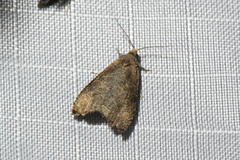 Olethreutes exoletum