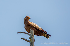 Buteogallus meridionalis