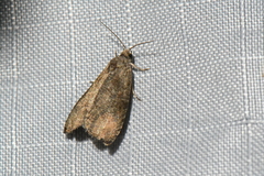 Olethreutes exoletum