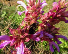 Bombus terrestris canariensis