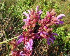 Bombus terrestris canariensis