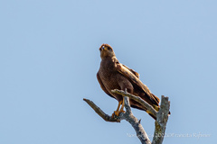 Buteogallus meridionalis