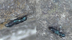 Ocypus ophthalmicus