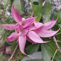 Arthroclianthus