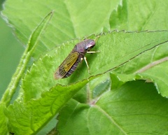 Oncometopia facialis