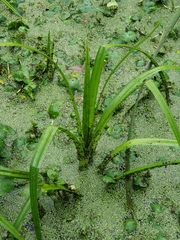 Sparganium americanum