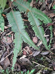 Dicranopteris pedata