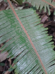 Dicranopteris pedata