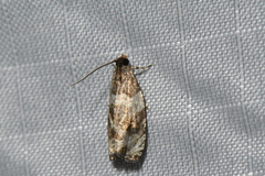 Pseudosciaphila duplex