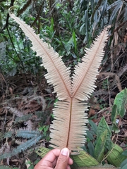 Dicranopteris pedata