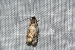 Pseudosciaphila duplex