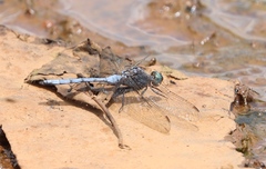 Orthetrum chrysostigma