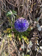 Primula glomerata