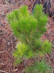 Pinus radiata