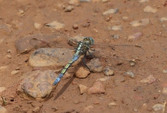 Orthetrum chrysostigma