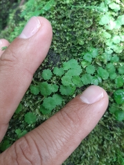 Hydrocotyle