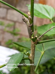Anolis aeneus