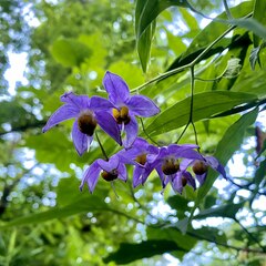 Solanum dulcamaroides