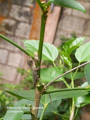 Anolis aeneus