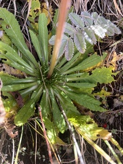 Primula glomerata