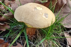 Xerocomus ferrugineus