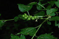 Ribes alpinum