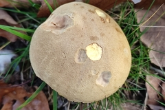 Xerocomus ferrugineus